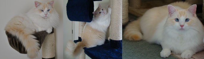 My Lovely Cat Summer